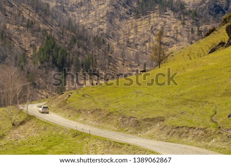 mountain road in spring. the Altai mountains in the spring