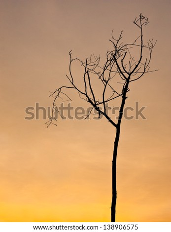 Silhouette view of deciduous tree under twilight sky