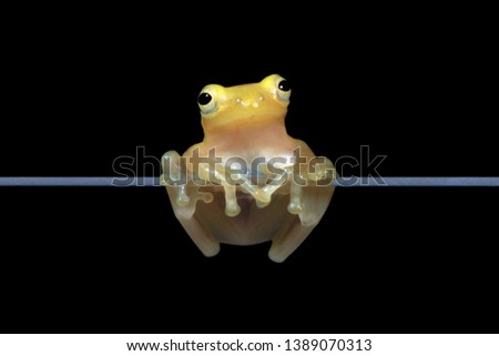 Golden glass frog on glass with black background, Philautus vittiger frog