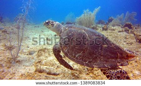 Hawksbill turtle swimming over a sand patch, Grand Cayman 