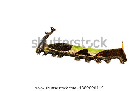Isolated caterpillar of popinjay butterfly ( Stibochiona nicea ) on white with clipping path , 5th instar , growth