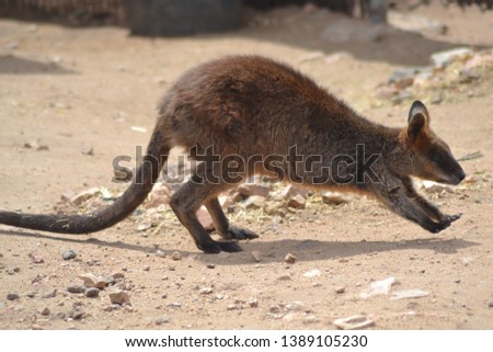 A wallaby is a small- or mid-sized macropod native to Australia and New Guinea, with introduced populations in New Zealand, UK and other countries. They belong to the same taxonomic family as kangaroo