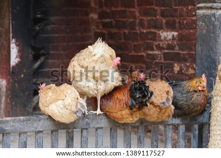 home chickens in Nepal town.