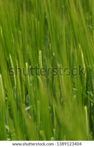 Spring wheat field of the revision