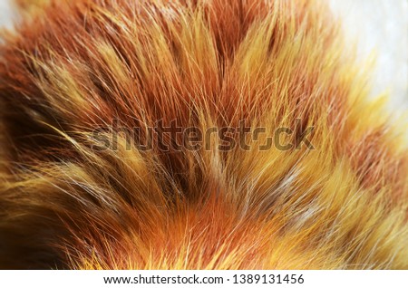 feline fur background texture closeup