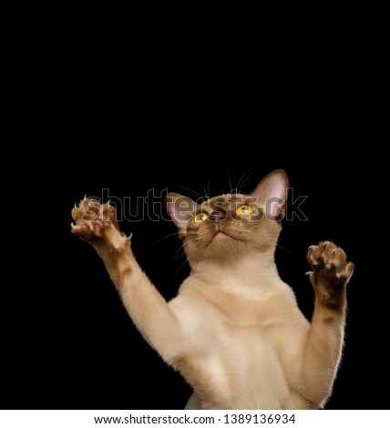 Funny Portrait of Playful Burmese Cat Raising up paws, isolated on black background