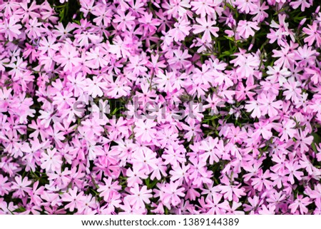 Flowers in the garden, background