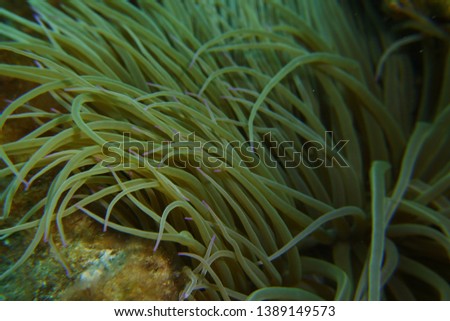 A Snake-locks anemone with pink tips