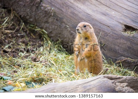 Close up picture of a prairie dog in the Zoo