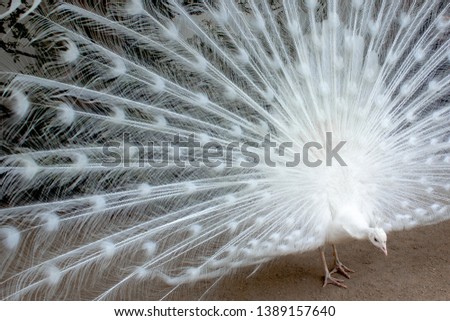 White peacock with the feathers extended