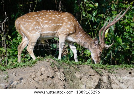 wild deer living in Chitwan National Park in Napel