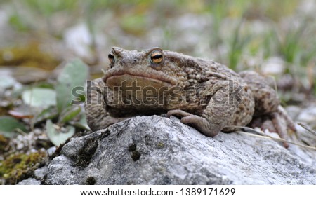 The common toad ( Bufo bufo ) is an amphibian found throughout most of Europe, in the western part of North Asia, and in a small portion of Northwest Africa.
