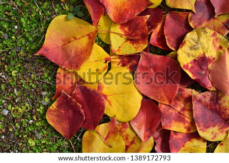 Leaves falling to the ground in the autumn season