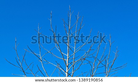 A tree with no leaves. Winter season background image. 