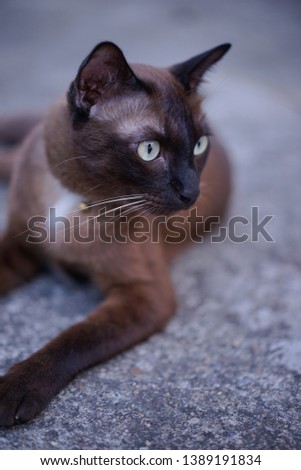 Thai Wichian Mat Cat close up