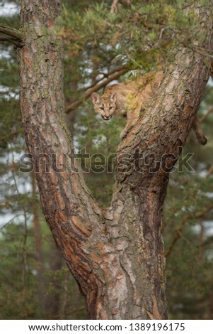 puma cub climbing a pine tree in autumn forest