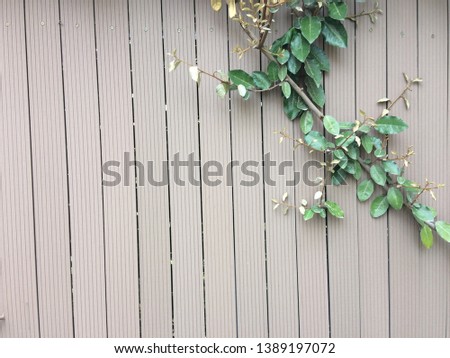 Fresh spring green    leaf and flowers   plant over wood fence background