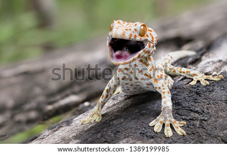 Tokay gecko clings into a tree on green blurred background Royalty-Free Stock Photo #1389199985
