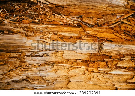fallen tree in the wood