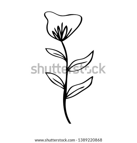 collection forest fern eucalyptus  art foliage natural
leaves herbs in line style. Decorative beauty elegant illustration 
for design Vector