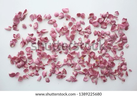 pink and red petals background / abstract aroma background, spa pink petals