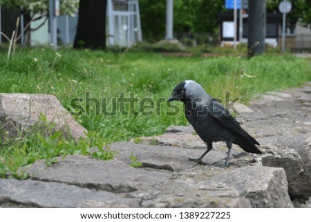 Western jackdaw in the city. 