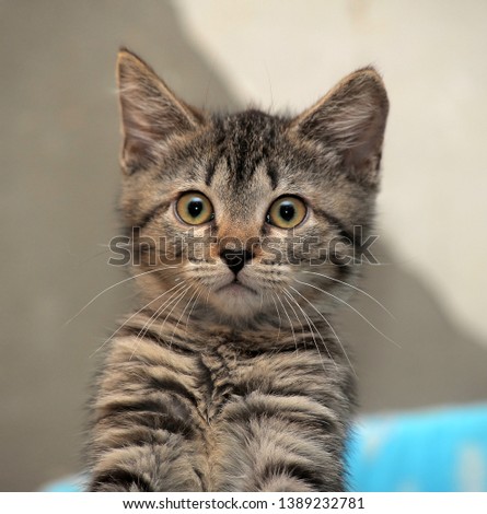 Portrait of a cute little gray striped kitten