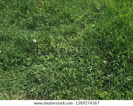 
nature green grass leaves branches background texture