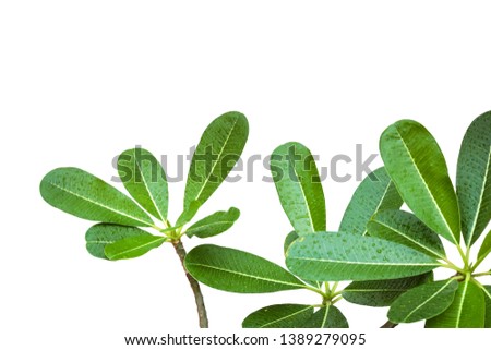 Plumeria leaves isolate on white background.