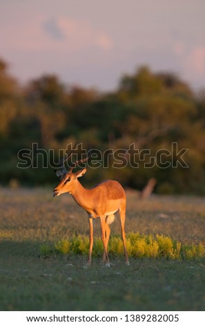 Black-faced impala (Aepyceros melampus petersi), Etosha National Park, Namibia.