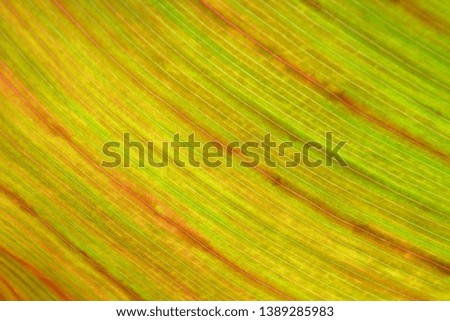 Closeup photograph of colorful veins in the leaf of an unidentified plant.