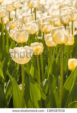 Beautiful white with a yellow stripe tulips  from Triumph Group on a bed in the park in spring on a sunny day