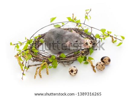 Cute rat on a white isolated background. Nest of birch branches. Next to the nest are quail eggs. Pets, rodents. Spring mood. Easter picture. A rat holds an egg and eats it.