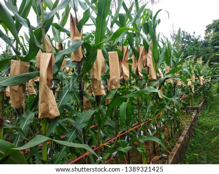 Pollinated corn in crossing field