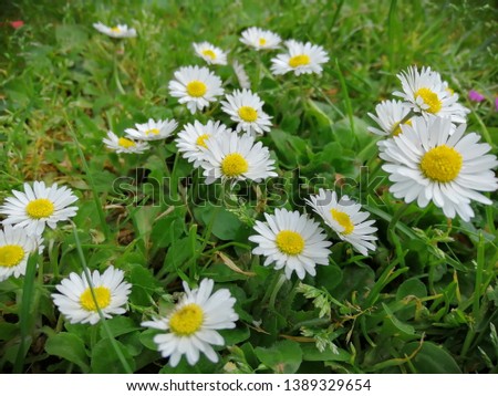 Field of daisies on green background.Daisy in green grass.