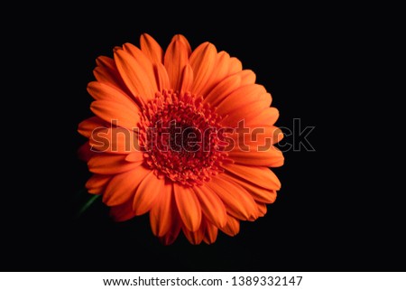 Bright beautiful flower on black background