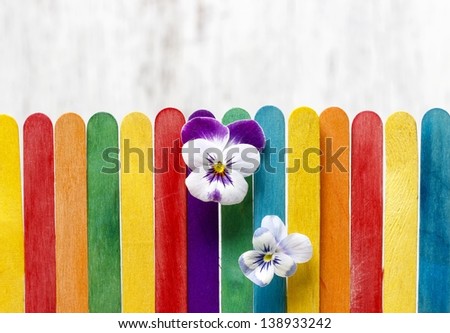 The pansy flowers on colorful wooden fence. Copy space.