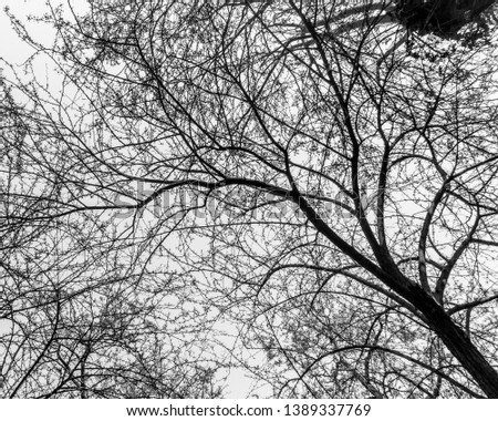 Bare tree branches on a pale white background image (black and white)