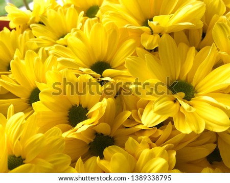 Photo summer background of a bouquet of Yellow flowers