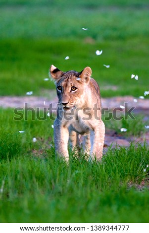 African lion (Panthera leo) -Young, in rainy season, Kgalagadi Transfrontier Park, Kalahari desert, South Africa.