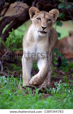African lion (Panthera leo) -Young, in rainy season, Kgalagadi Transfrontier Park, Kalahari desert, South Africa.