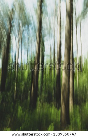 arty trees in a forest