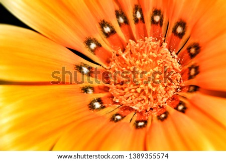 Colorful orange Gazania Rigens Flower in the garden in Spring