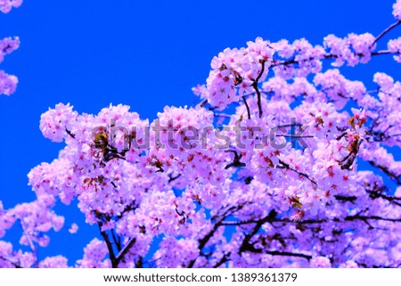 Cherry blossom tree. Shiny day.