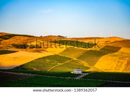 Vineyards in Sicily with wind turbines on the top of the hill