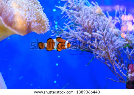 Orange clownfish in a beautiful sea aquarium.
