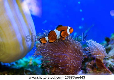 Orange clownfish in a beautiful sea aquarium.
