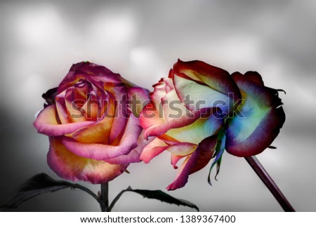 Red rose  painted by light and its reflection on a gray background
