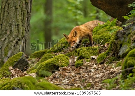 cute curious little fox in spring forest with fresh green leaves and moss