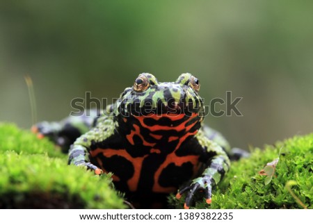Fire belly toad closeup face on moss, animal closeup, Bombina orientalis